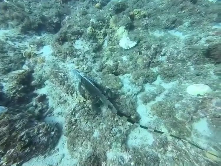 綠鬣蜥出現在小琉球海底，被笑稱是「海底酷斯拉」。太平洋潛水提供