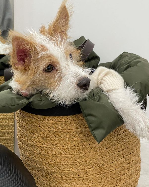 SAINT LAURENT的拉菲草編織托特袋，一度是Hank出門時的專用「坐駕」。翻攝hank_says_hank IG