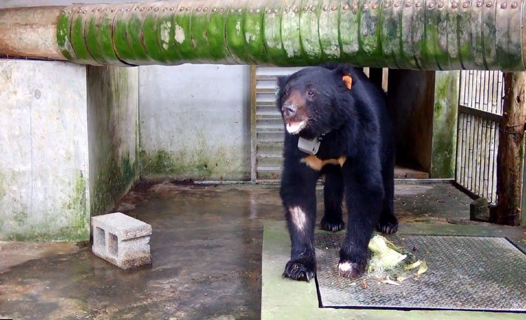 東卯山黑熊。特生中心提供