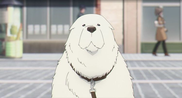 軟萌大白狗「龐德」在《SPYxFAMILY間諜家家酒 》第2季的第13集正式登場。My Video提供