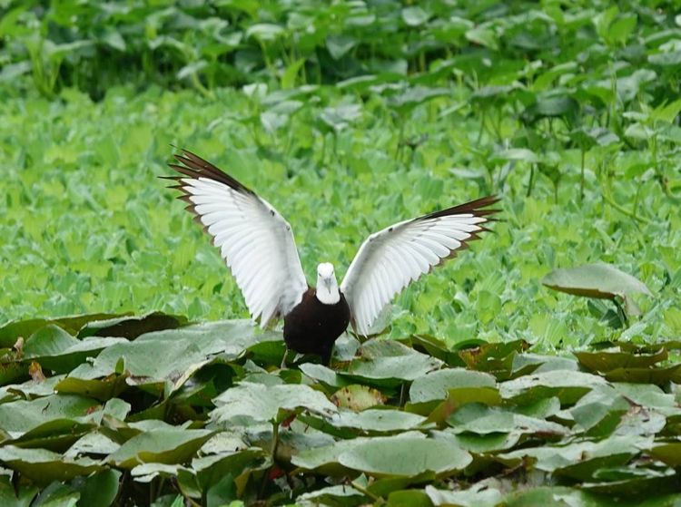 有凌波仙子美稱的水雉。屏縣環保局提供