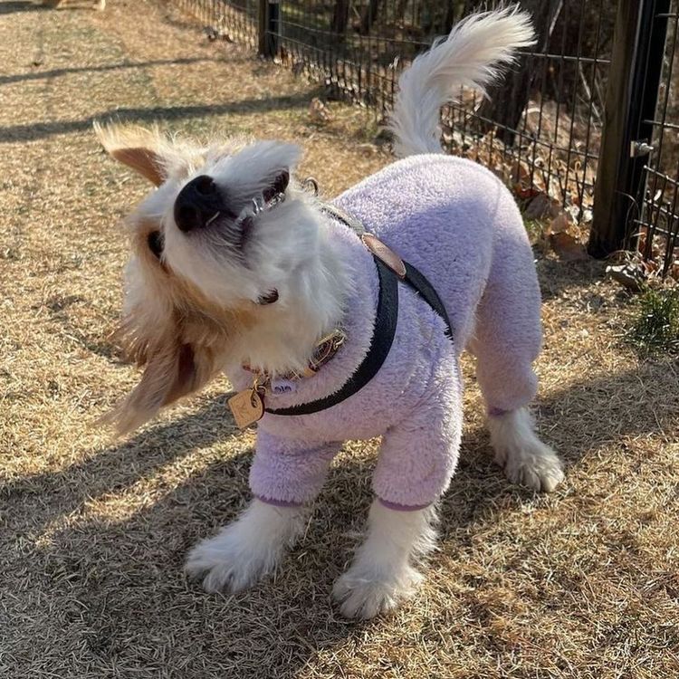 法國精品LOUIS VUITTON的Monogram印花頸圈，也是Hank衣櫥裡的配件。翻攝hank_says_hank IG