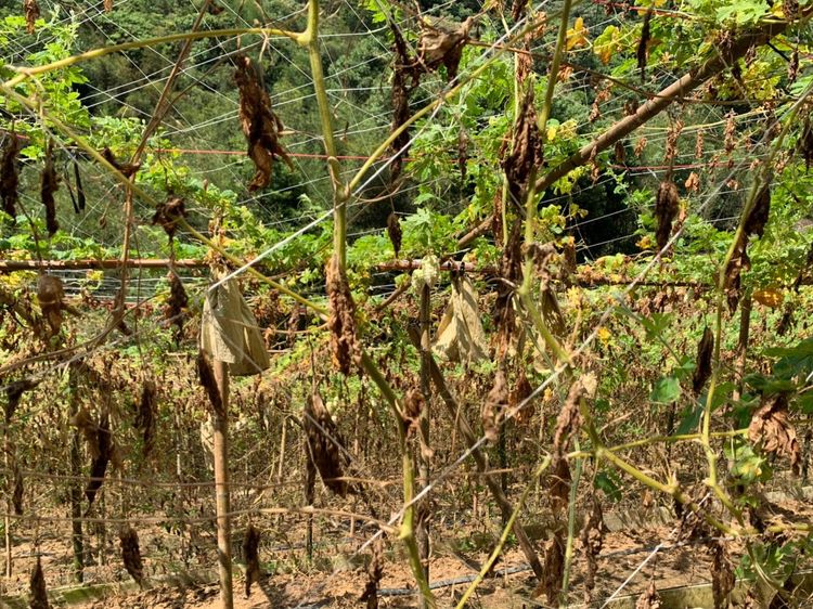 秀林鄉農作物和災情形。花蓮縣政府提供