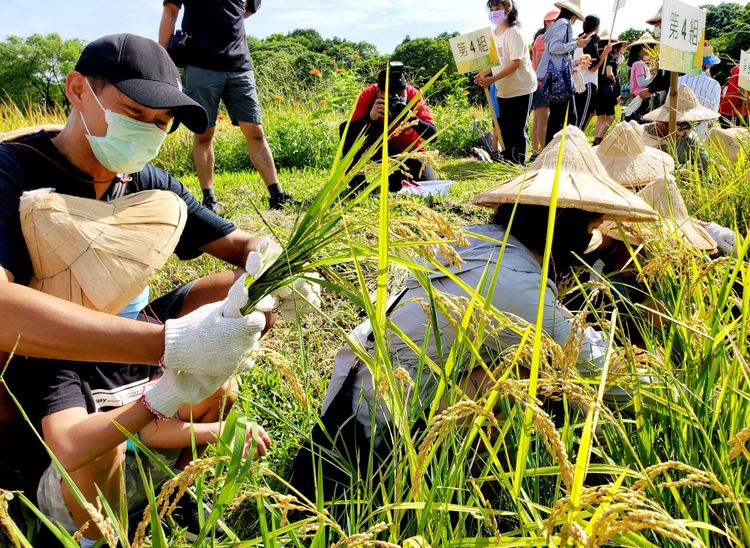 除了品嚐飯湯，還可以割稻體驗農村生活。六堆客家文化園區提供