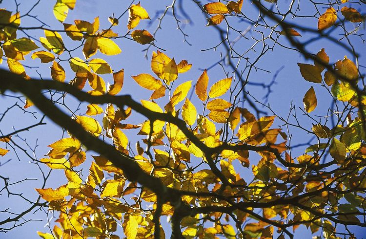 台灣山毛櫸綠葉轉金黃，漂亮又具詩意。羅東林管處提供