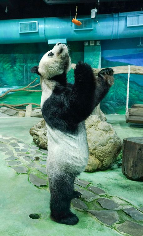 團團前陣子生病期間掉了約5公斤，現已恢復正常。動物園提供