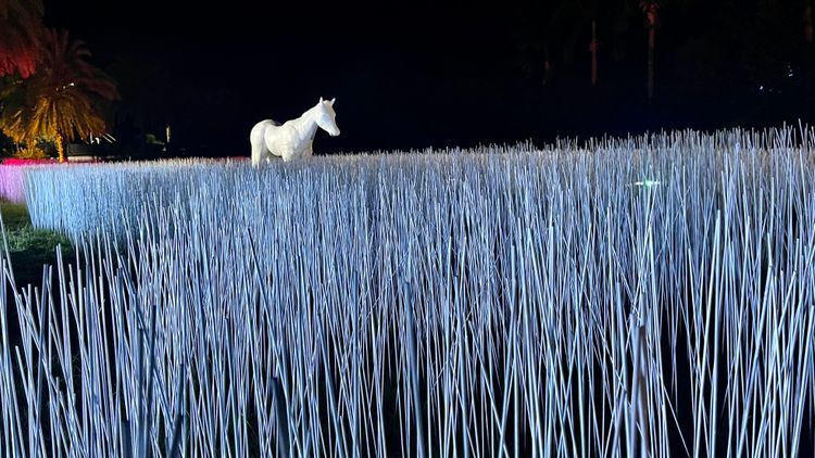 台東光祭。古和純攝