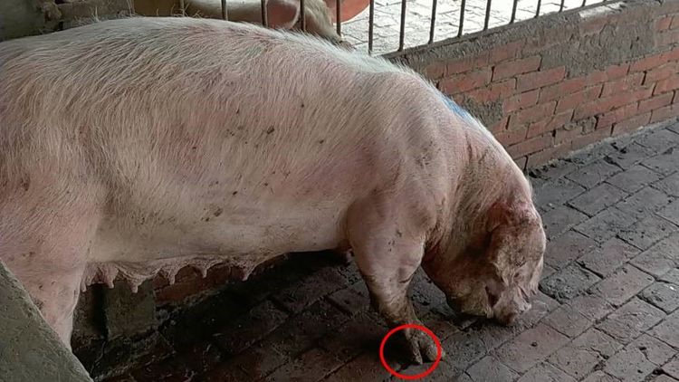 肉品市場屠宰工寧可信其有，不願殺五爪豬。民眾提供