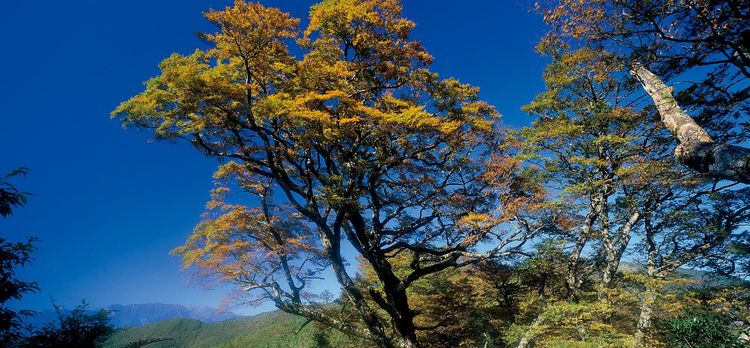 台灣山毛櫸又稱為台灣水青岡，是冰河時期孑遺的珍貴植物，每年入秋，台灣山毛櫸轉金黃，都會吸引大批遊客前往太平山欣賞。羅東林管處提供