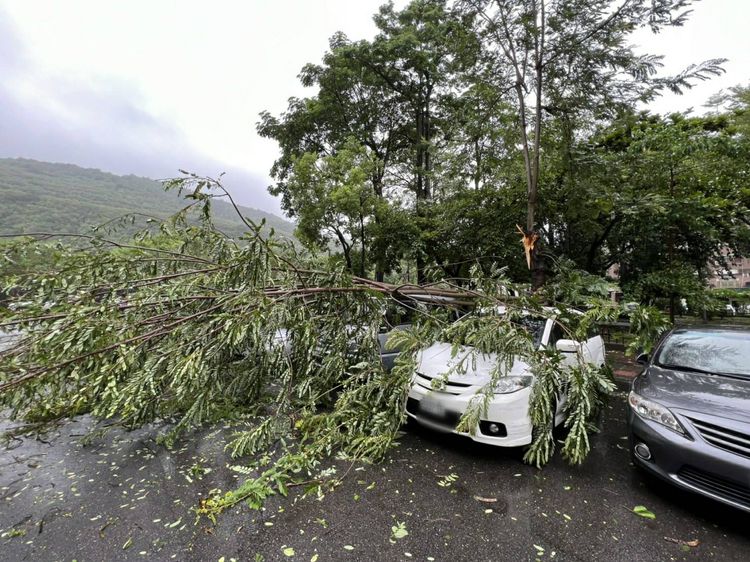 鼓山區正德路96巷路樹倒塌造成4車受損。讀者提供