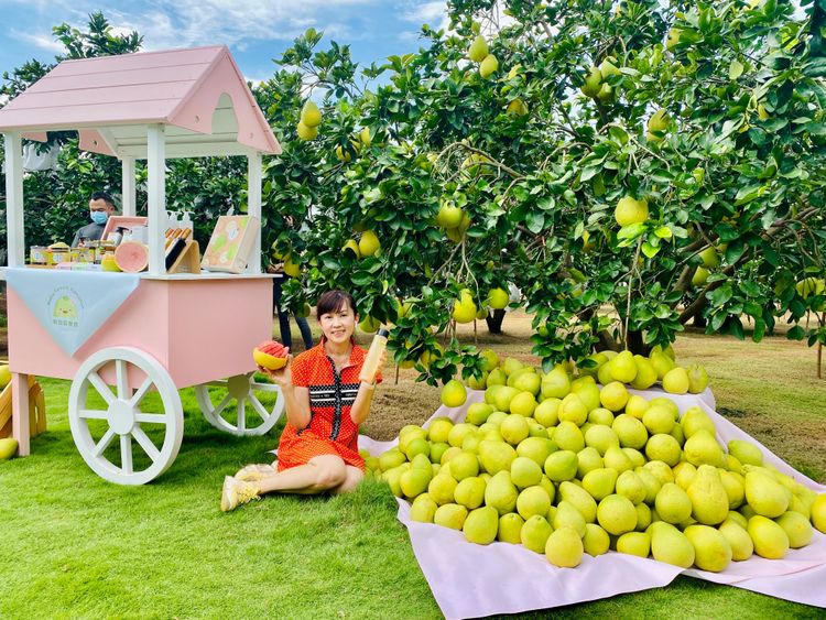 麻豆區農會美女總幹事孫慈敏行銷麻豆紅柚。王志弘攝