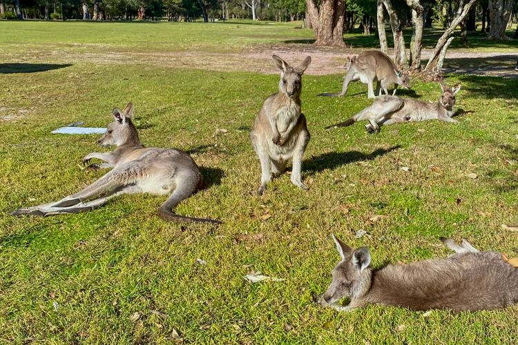 飼養、照顧野生動物需要專業知識，不能以養寵物角度看待。美聯社資料照片