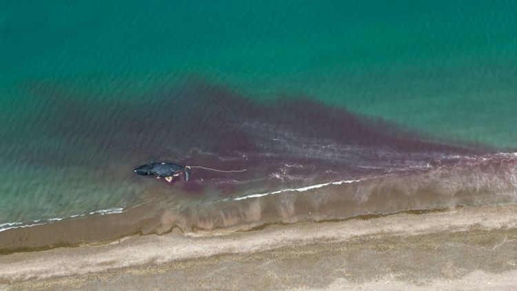 最先發現南露脊鯨死亡是9月24日在邱布特省海邊，接下來陸陸續續又發現十多頭鯨魚屍首。美聯社