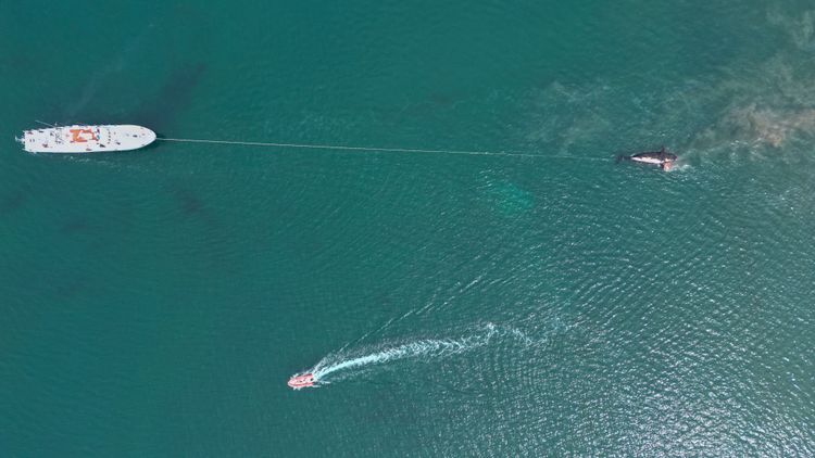 小艇把死鯨魚脫離海灘。美聯社