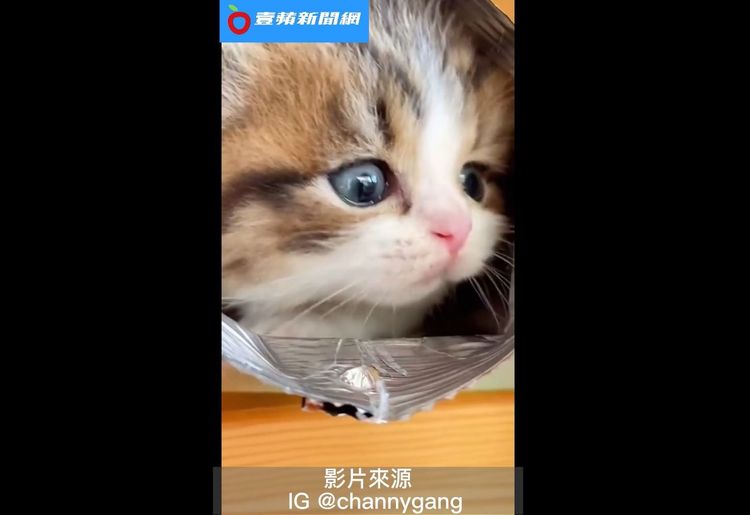 小貓可愛的樣子，人都被融化了。 