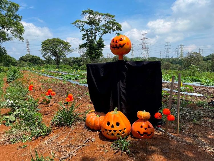 關西六福莊推出「南瓜燈籠體驗」，參加民眾先至淺山農場，認識南瓜生長的祕密後，再挑出屬於自己的南瓜，動手DIY製作成南瓜燈籠。六福旅遊集團提供