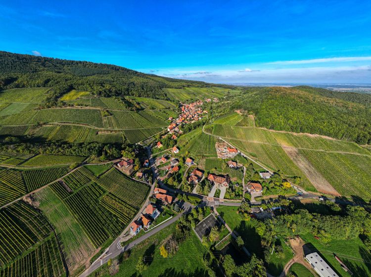 阿爾薩斯是法國東北部重要的葡萄酒產區。田欣雲攝