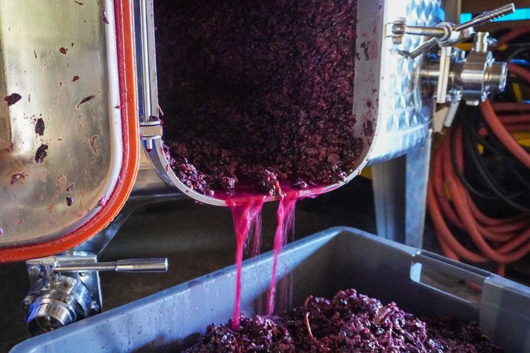 葡萄採收後，會由酒莊主人或經驗老到的工人進行榨汁釀酒。田欣雲攝