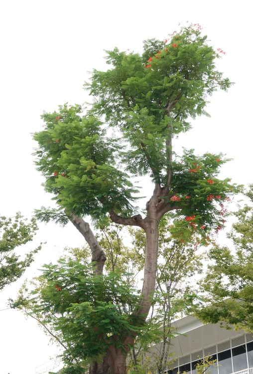 鳳凰木已開花。陳德興攝