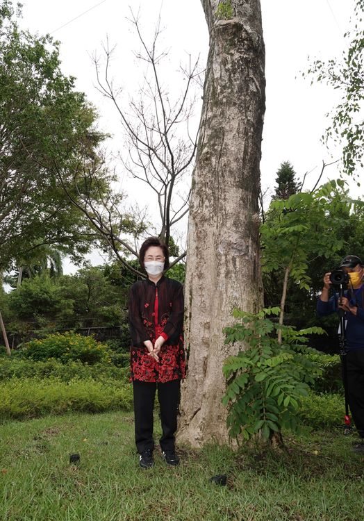 瓊瑤站在火焰木下感慨萬千。陳德興攝