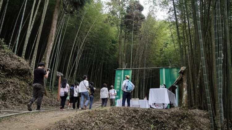 雲林草嶺石壁竹林高聳參天，景色相當迷人。洪志遠提供
