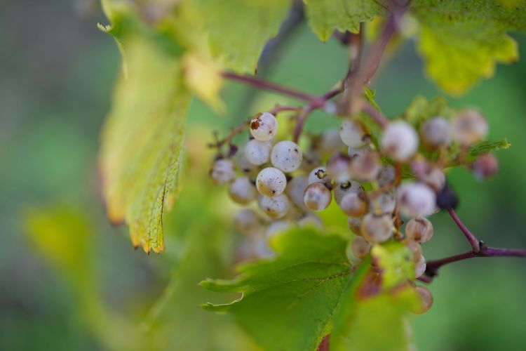 阿爾薩斯盛產的Riesling葡萄。田欣雲攝