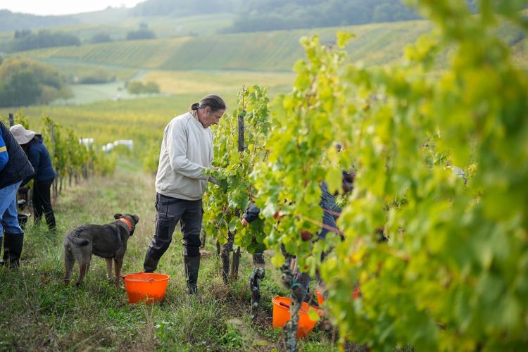 酒莊主人與採收工人一起，在陡坡上的葡萄園採收。田欣雲攝