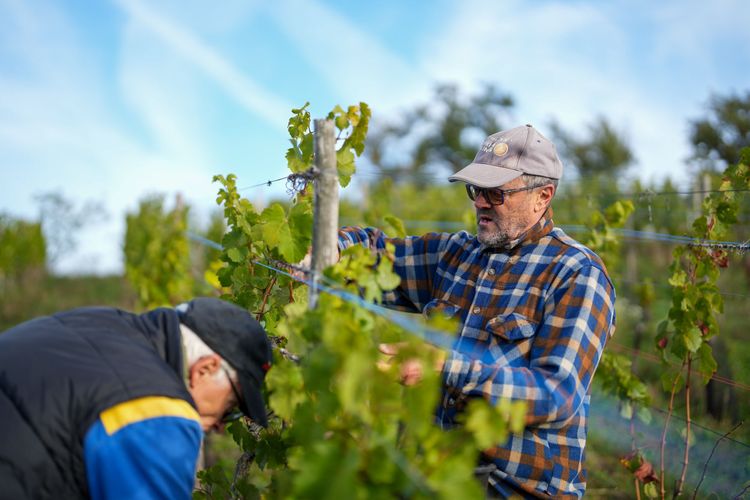 經驗老到的採收工，是酒莊主人最仰賴的夥伴。田欣雲攝