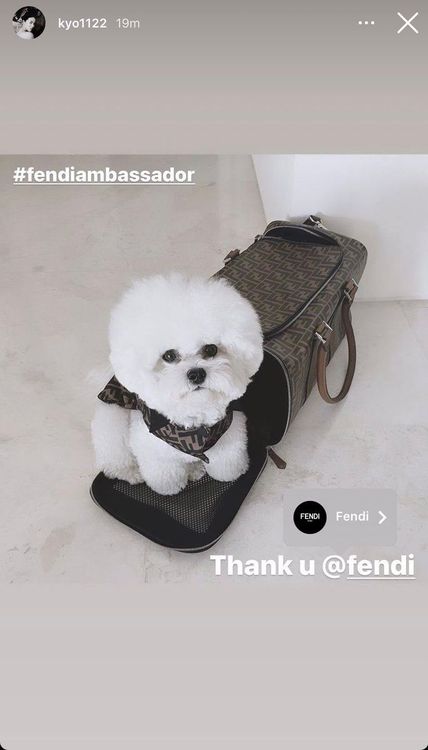 宋慧喬帶愛犬出門是用8萬元台幣的FENDI寵物包。翻攝宋慧喬IG