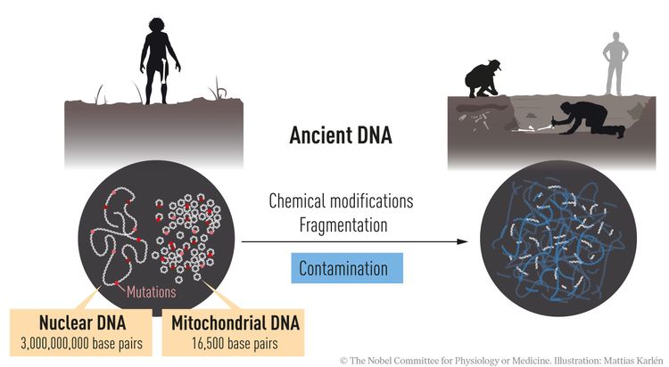 帕博研究尼安德塔人完整基因序列，並發現已滅絕古人類基因轉移至智人。翻攝諾貝爾獎推特