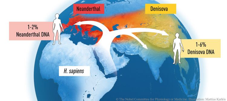 史前人類7萬年前自非洲遷移到其他大陸的示意圖。翻攝諾貝爾獎推特