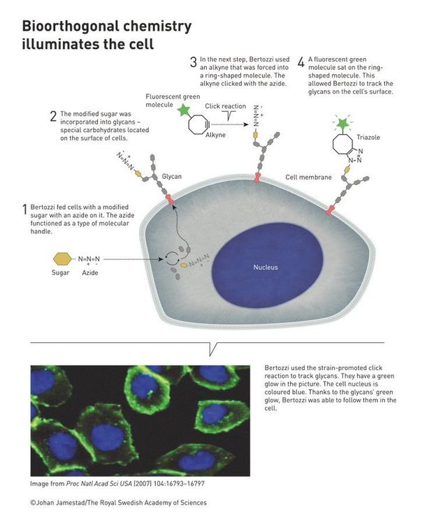 諾貝爾獎官網說明貝爾托西的生物正交化學實驗。翻攝諾貝爾獎官方推特@NobelPrize