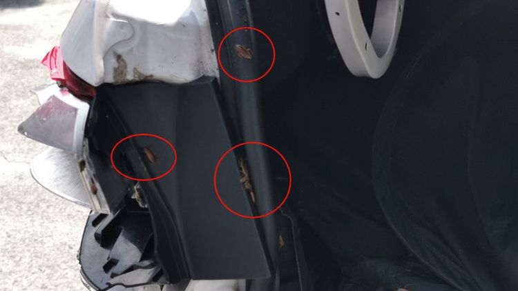 車上「小強」（紅圈處）四處亂竄。林泊志攝