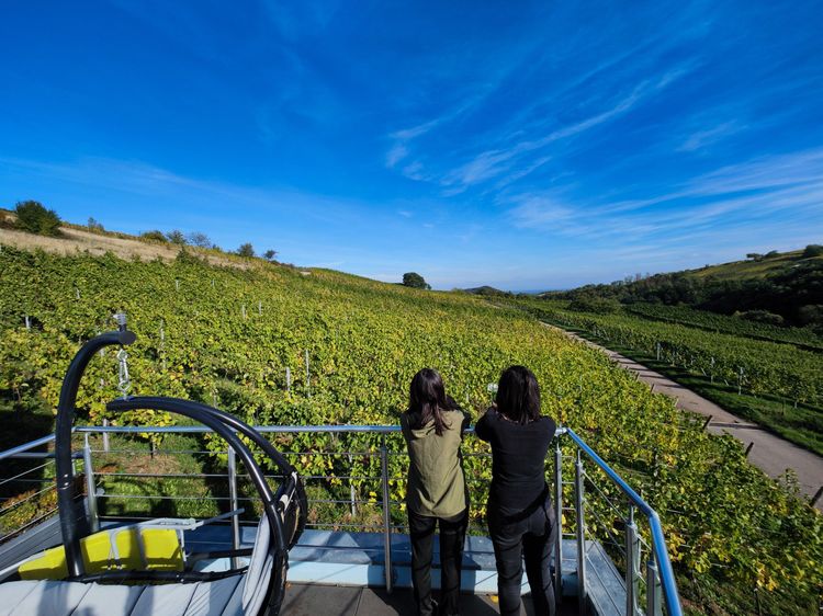 從酒莊民宿俯瞰葡萄園，風景如畫。田欣雲攝