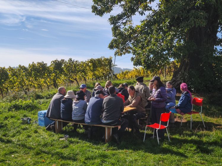 台灣農家有割稻飯，葡萄酒莊採收葡萄，中午也會在田園旁用餐。田欣雲攝