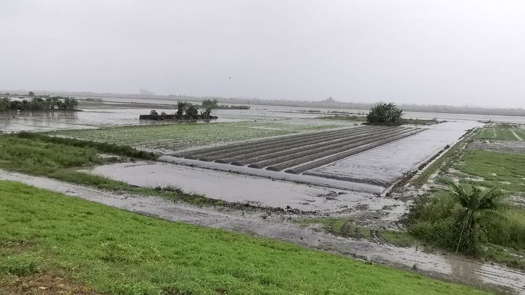 蘭陽溪高灘地上的農作全泡在水裡。林泊志攝