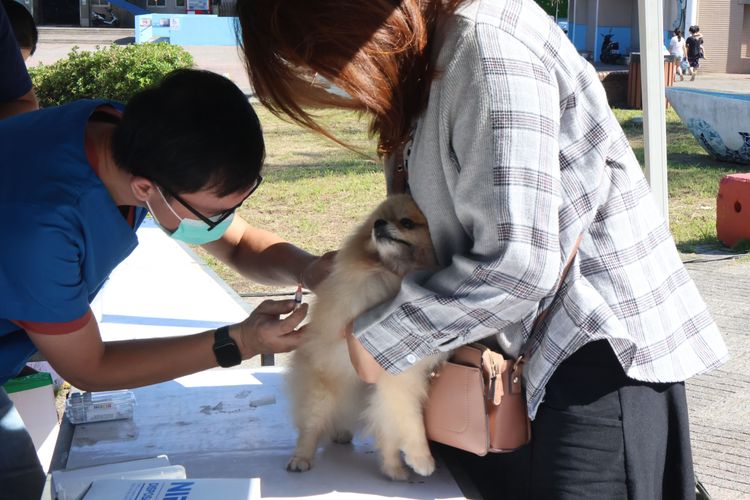 獸醫師為狗施打疫苗。戴之聖攝