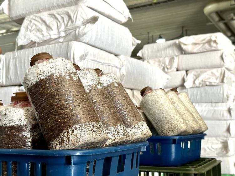 培育用的木屑太空包。黃子倫攝