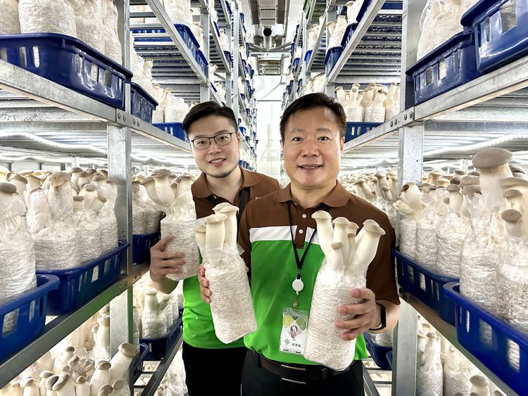 萬生總經理黃聖義與特助黃文賢對自家杏鮑菇產品充滿信心。黃子倫攝