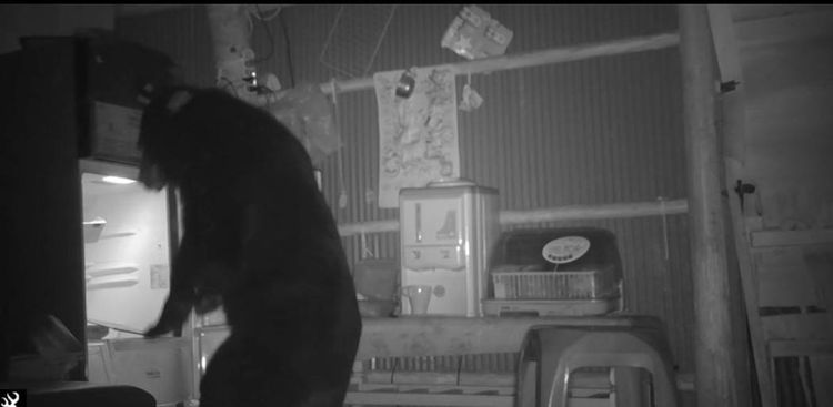 潛入民宅找食物。讀者提供