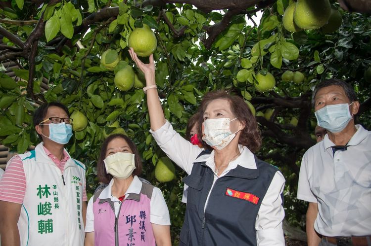 林姿妙於颱風警報發布後，至冬山鄉視察柚農採收情形。縣府提供