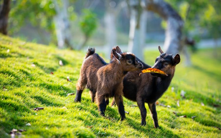 山羊寶寶在草底上嬉戲玩耍。業者提供
