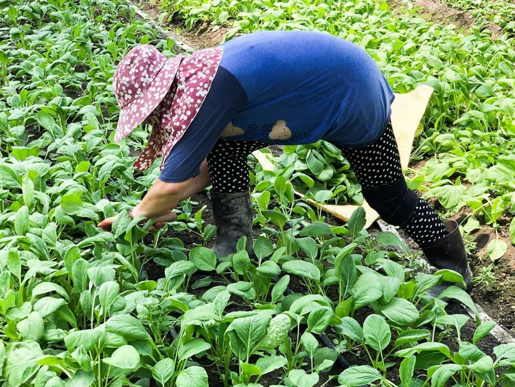 農委會呼籲民眾安心吃國產蔬果，圖為農民辛勞工作。賴昀岫攝