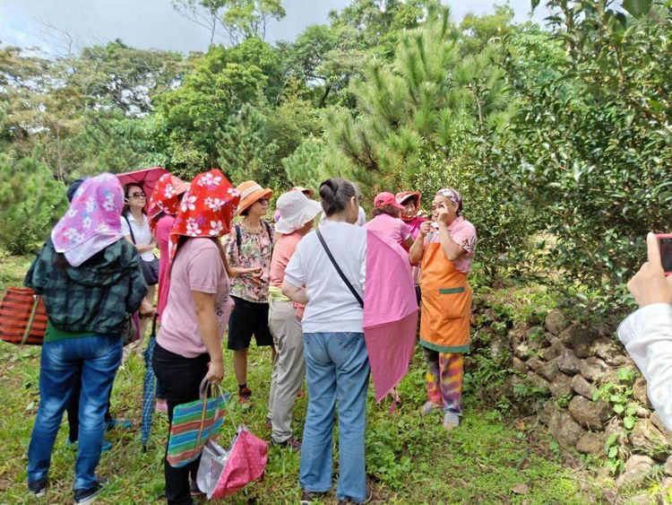 10月份推出兩場「輕軌里山」採茶籽活動。旅學堂提供