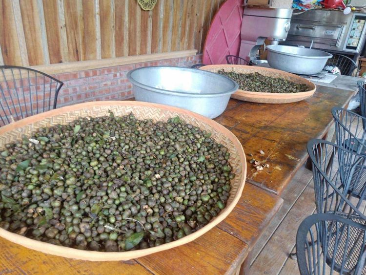 淡水山區是最早國際烏龍茶的產區之一，近年來樹興里推廣蒔茶體驗深受好評。旅學堂提供