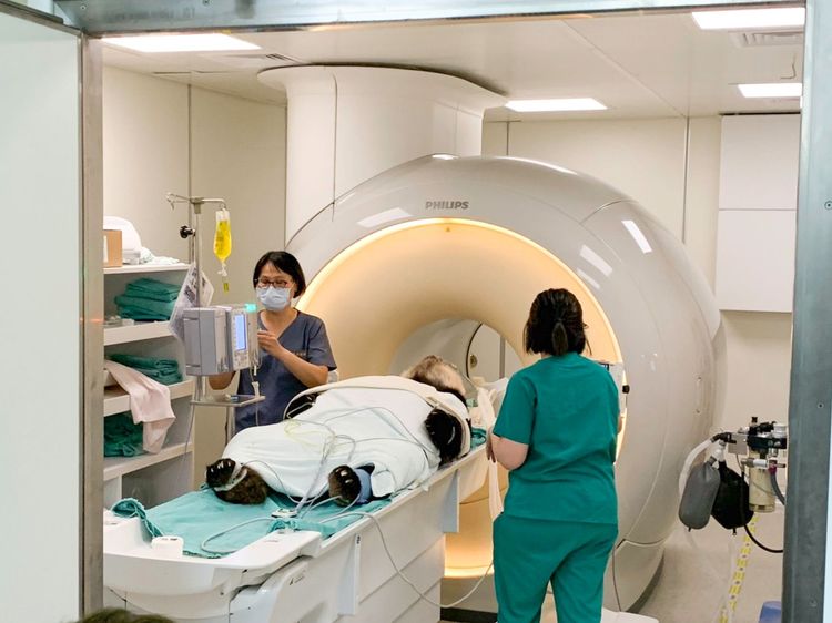 團團MRI圖出現局部腦液化、疑似腦病變。動物園提供