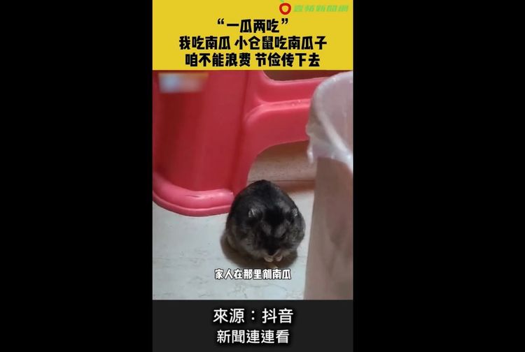 主人削皮我吃籽！這是一瓜二吃嗎？