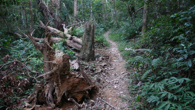 濅水營古道是相當受登山客喜愛的路線之一。資料畫面