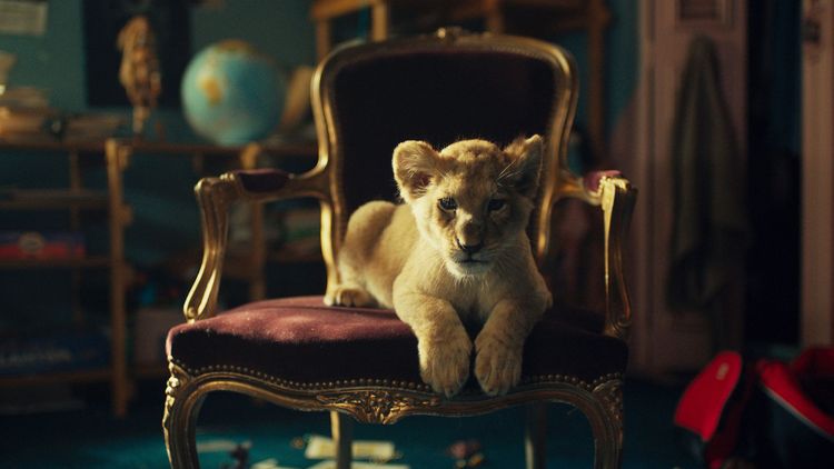 《小獅子王》破天荒找幼齡真獅當主角，不怕鏡頭模樣超萌Q。中影提供