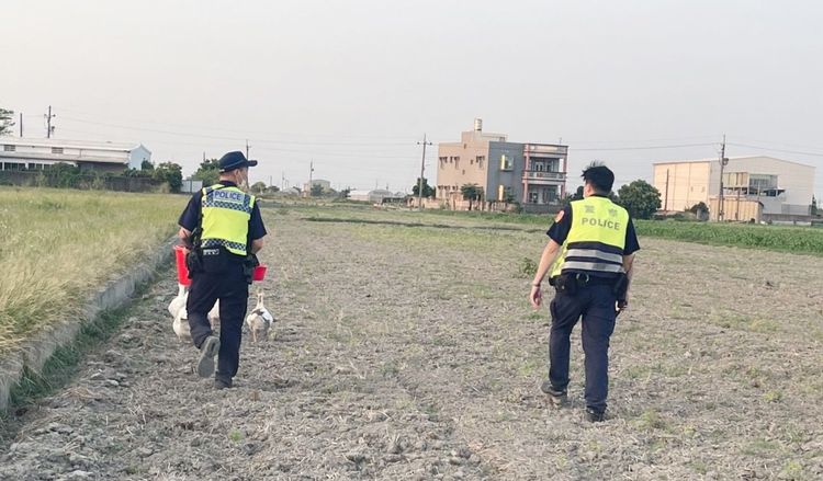 水林分駐所所長及3員警共四人到場調查竊案，半小時找到7隻大白鵝火速「破案」。民眾提供